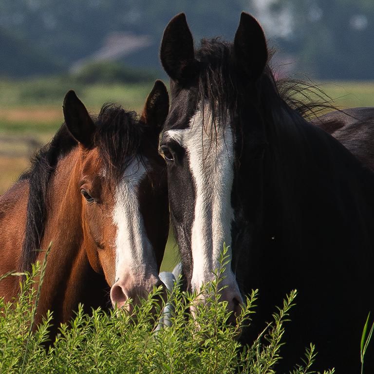 Paard - Natuur Boerderij Plassendaal