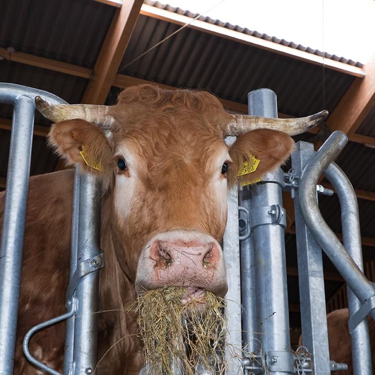 Koe - Natuur Boerderij Plassendaal