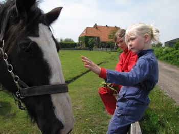 Paard - Natuur Boerderij Plassendaal