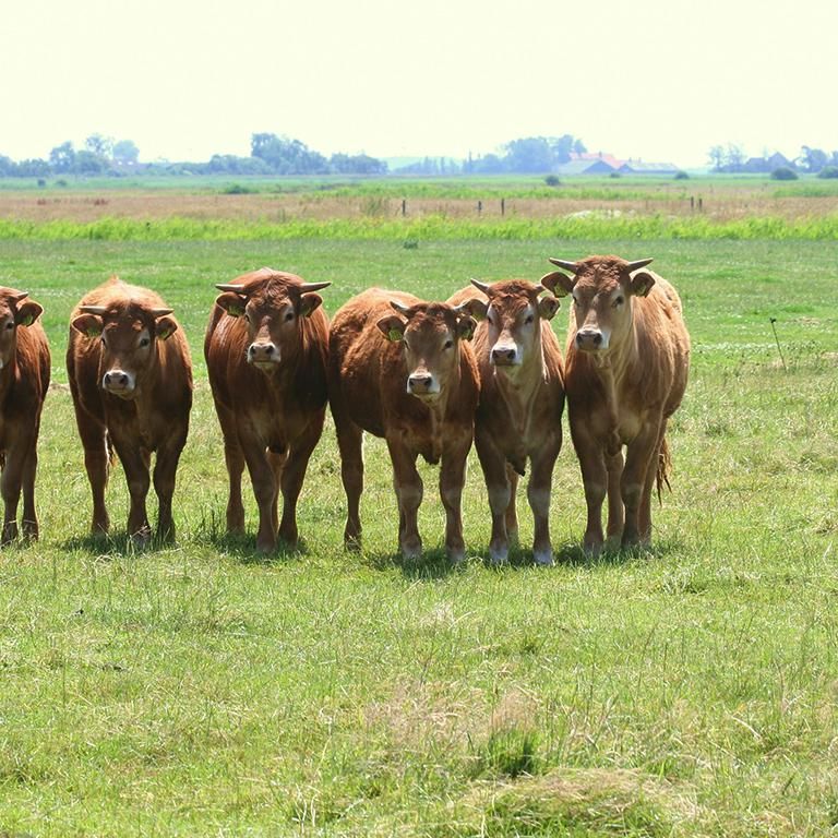 Koeien - Natuur Boerderij Plassendaal