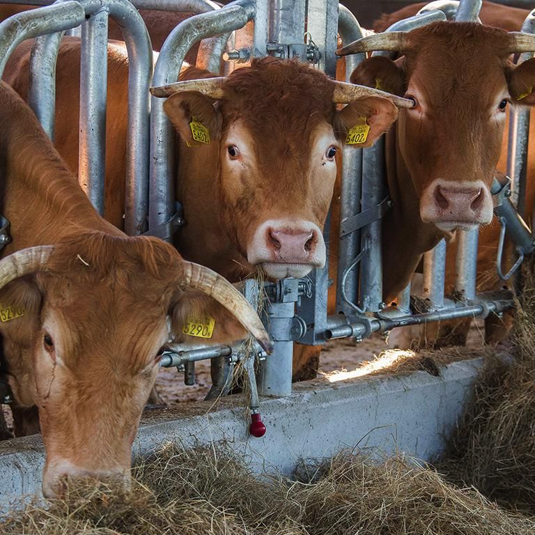 Cows - Natuur Boerderij Plassendaal