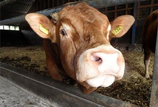 Koe - Natuur Boerderij Plassendaal