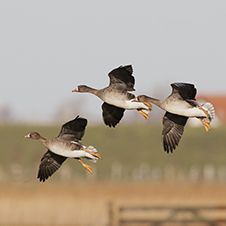 Vogels - Natuur Boerderij Plassendaal